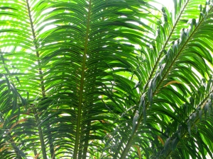 palm-fronds-smaller
